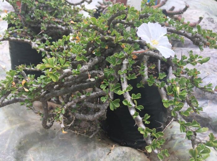 Monsonia vanderietiae, a potted plant in flower.