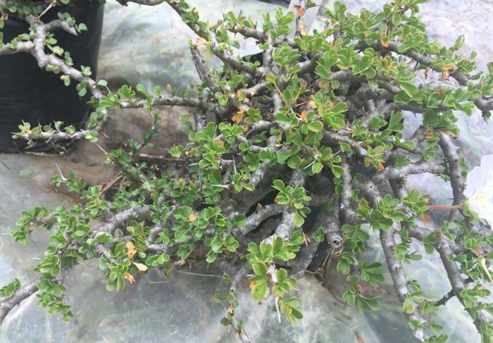 Monsonia vanderietiae, a potted plant showing branching.