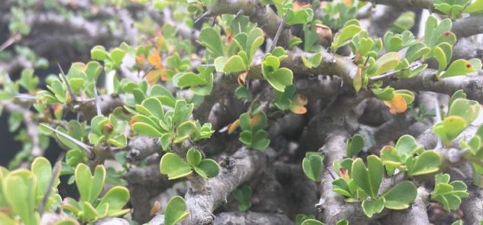 Monsonia vanderietiae, showing stems, leaves and spines.