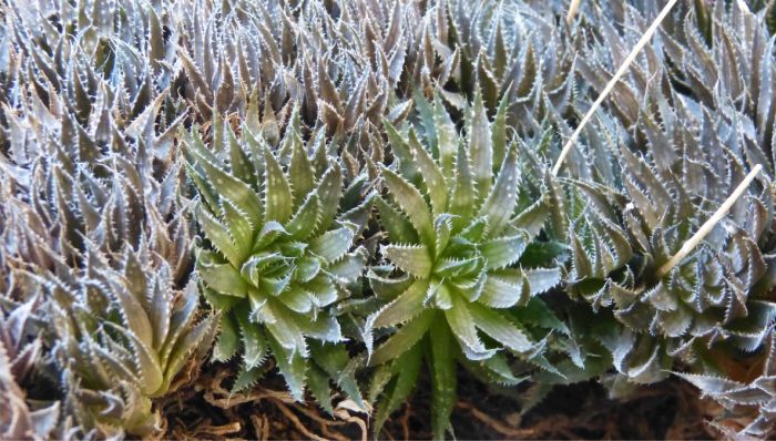 A close-up of the rosettes of the Haworthia marumiana var. marumiana, during the dry season.