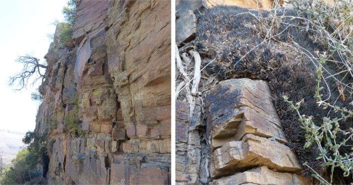 The mudstone cliffs on a farm near Cradock, Eastern Cape, habitat of Haworthia marumiana var. marumiana, and a close-up of a large, mat-forming cluster growing on the cliff.