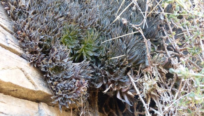 A close-up of the base of a large cluster of Haworthia marumiana var. marumiana.