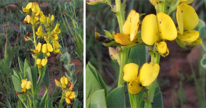 Argyrolobium robustum, flowerhead and flowers.