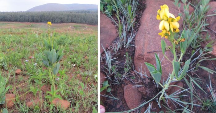 Argyrolobium robustum plants in habitat.