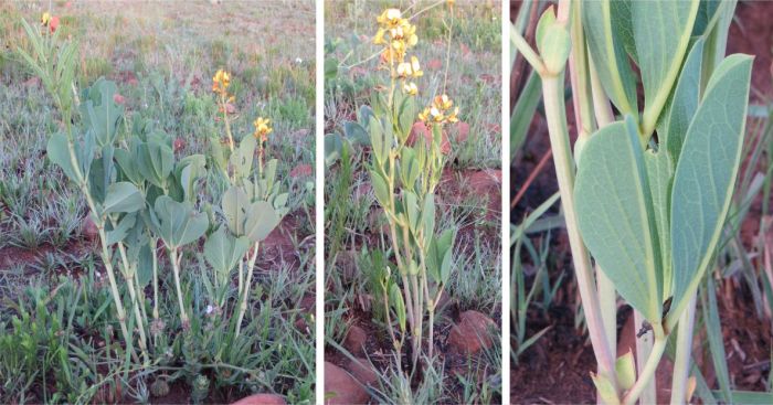 Argyrolobium robustum plants are erect, sparsely branched, with large basal leaves.