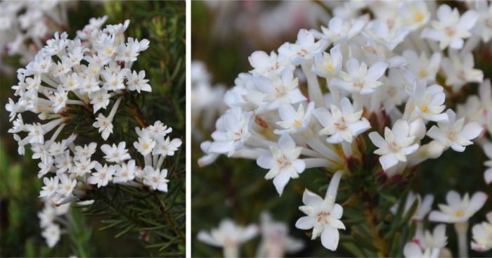 Gnidia pinifolia, flowers, showing calyx lobes, petals and stamens.