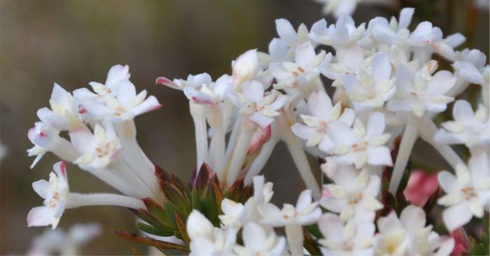 Gnidia pinifolia, flowers, showing involucral leaves.