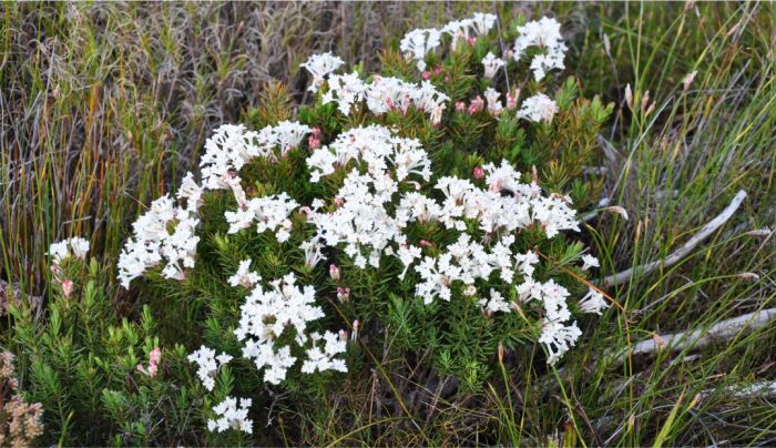 Gnidia pinifolia in flower, Silvermine, Table Mountain National Park.