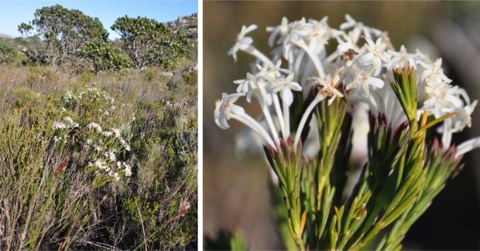 Gnidia pinifolia in flower, Redhill, Table Mountain National Park.