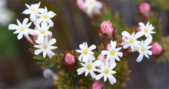 Gnidia pinifolia, pink buds and freshly opened flowers.