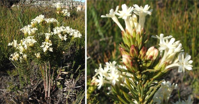 Gnidia pinifolia in flower, Silvermine, Table Mountain National Park.