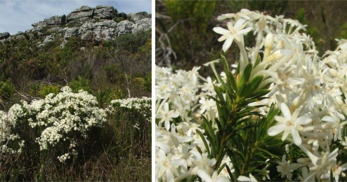 Gnidia pinifolia in flower, Karbonkelberg, Table Mountain National Park.