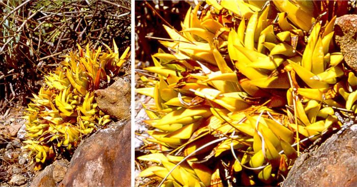 A cluster of Haworthiopsis scabra var. starkiana growing on a broad cliff ledge at Schoemanspoort.