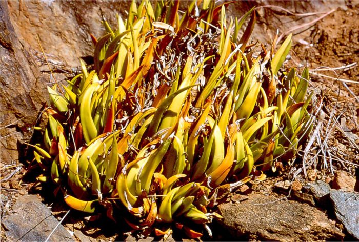 A cluster of Haworthiopsis scabra var. starkiana growing on a ledge at Schoemanspoort.