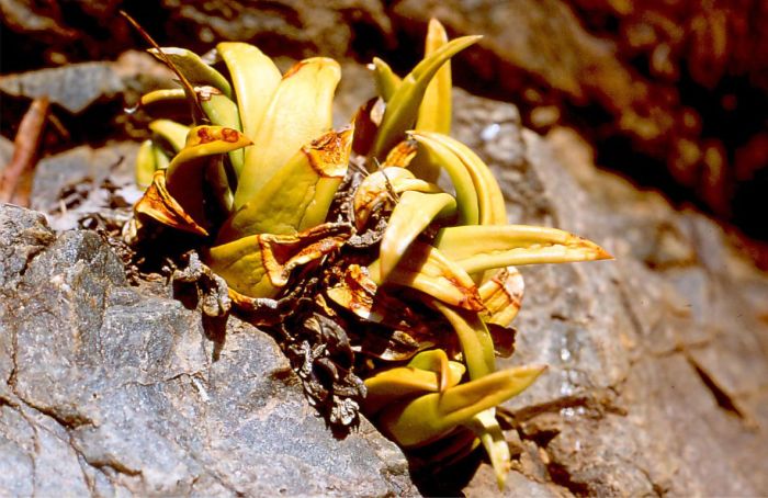 A small cluster of Haworthiopsis scabra var. starkiana growing on a cliff ledge at Schoemanspoort, during a dry period.