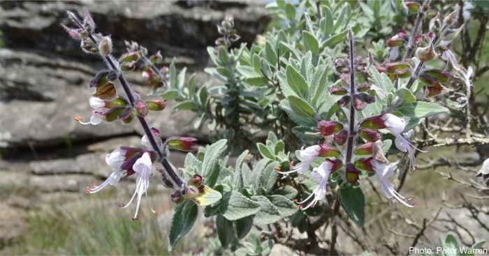 Syncolostemon incanus flowering in habitat. Photo Peter Warren