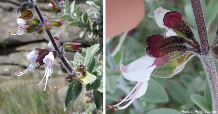 Syncolostemon incanus flowers. Photos Peter Warren