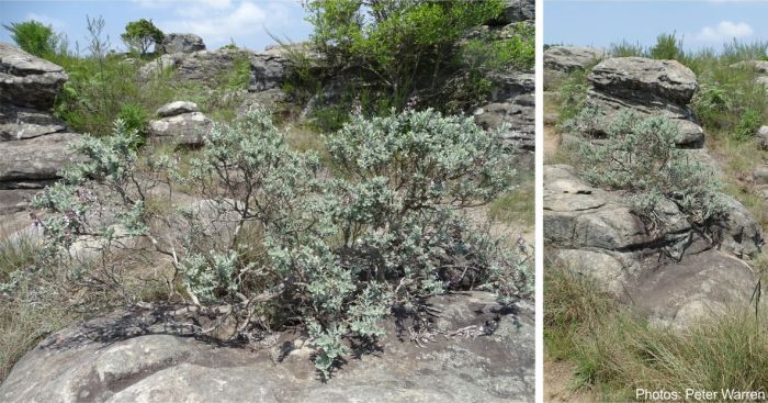 Syncolostemon incanus growing in habitat. Photos Peter Warren