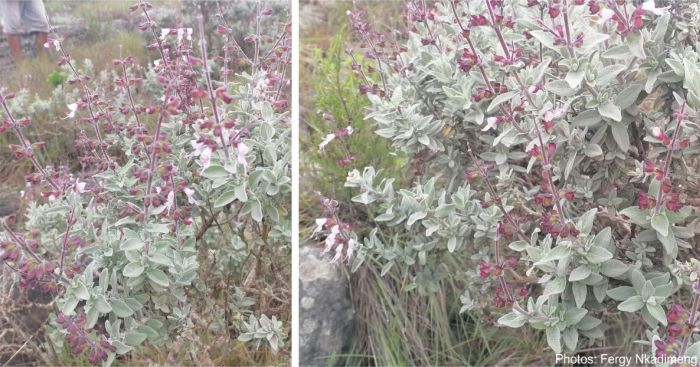 Syncolostemon incanus in flower in habitat.