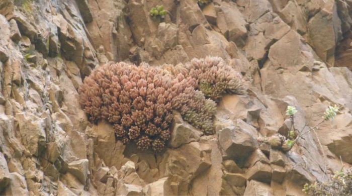 A large cluster of Haworthia gracilis var. picturata at Grootrivierspoort during the dry season.