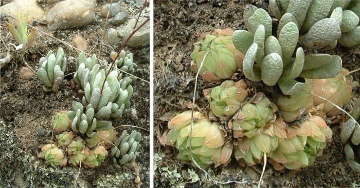 A cluster of Haworthia cooperi var. picturata at Enon with Caputia scaposa and Curio ficoides. 