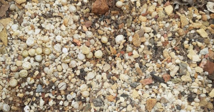 Recommended sowing medium for Bulbine mesembryanthoides subsp. mesembryanthoides. Photo Karoo Desert NBG, SANBI.