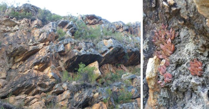 Tradouw Pass, habitat of Haworthia retusa var. turgida showing plants in habitat. 