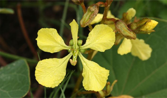 A typical flower of Tylosema esculentum with four large petals and one narrower petal.