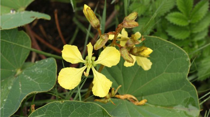 A top view of a Tylosema esculentum flower-head showing the size of the flowers in relation to the leaves.