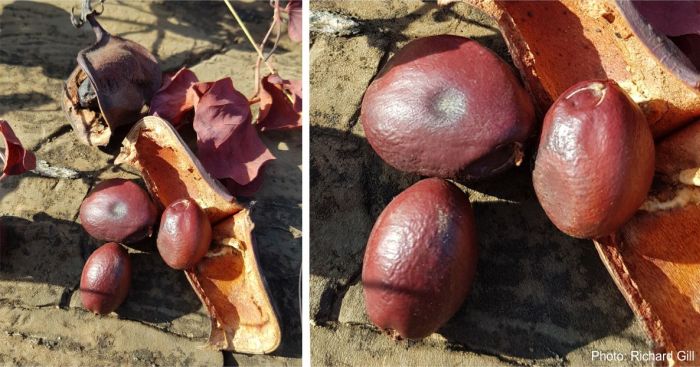 Pods and seeds of Tylosema esculentum showing the U-shaped mark on the seeds. Photo Richard Gill