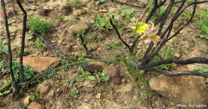 Habit of Gladiolus permeabilis var. permeabilis. Photos by Gigi Laidler