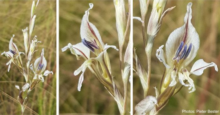 Flowers of Gladiolus permeabilis var. edulis. Photos by Pieter Bester