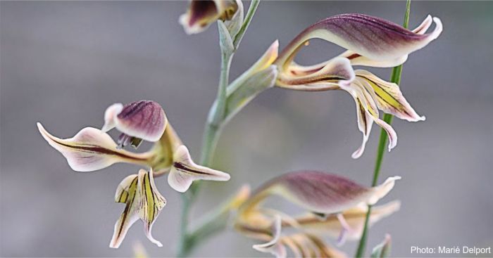 Side view of a flower of Gladiolus permeabilis showing the window between the tepals. Photo by Marié Delport