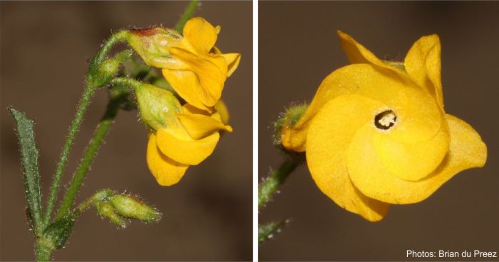 Hermannia scabra, flower. Photo Brian du Preez