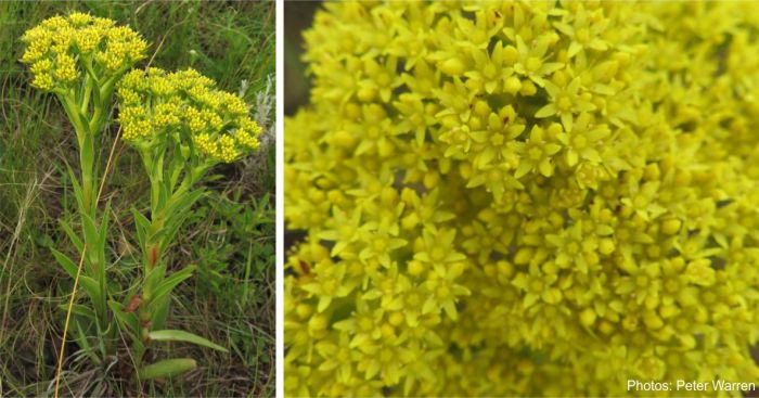 Crassula alba, yellow flowers. Photos Peter Warren