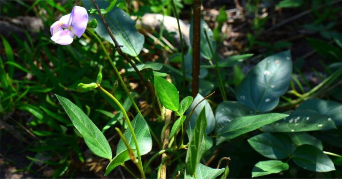 Long peduncles of Vigna vexillata var. vexillata. Photo Jonathan Swart