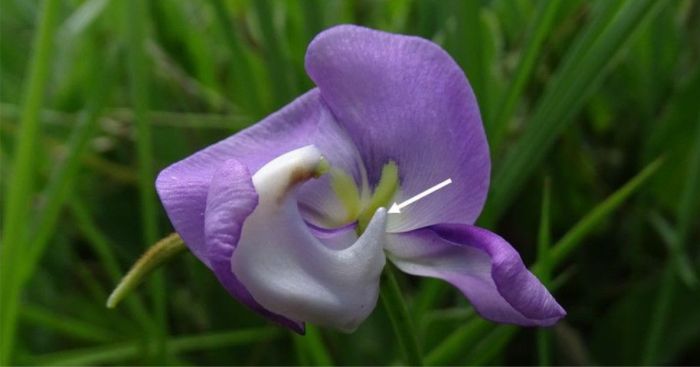 A Vigna vexillata var. vexillata flower showing the twisted keel beak with the spur on the left-hand keel petal. Photo Marinda Koekemoer