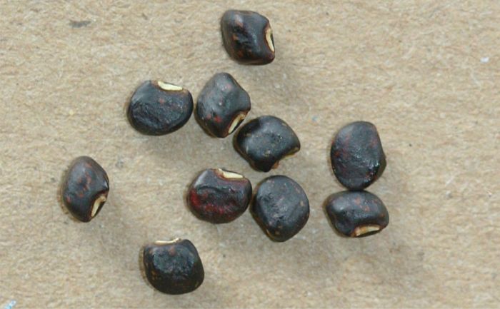 Mature seeds of Vigna vexillata var. vexillata. Photo Marianne le Roux