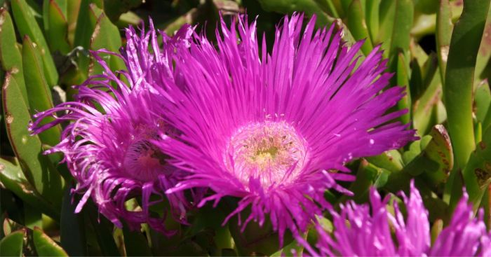 Carpobrotus deliciosus, growing in Kirstenbosch NBG. 