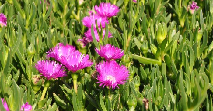 Carpobrotus deliciosus, growing in Kirstenbosch NBG. 