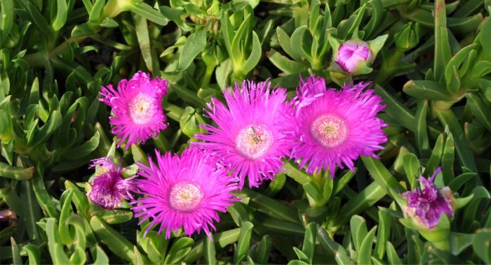 Carpobrotus deliciosus, growing in Kirstenbosch NBG. 