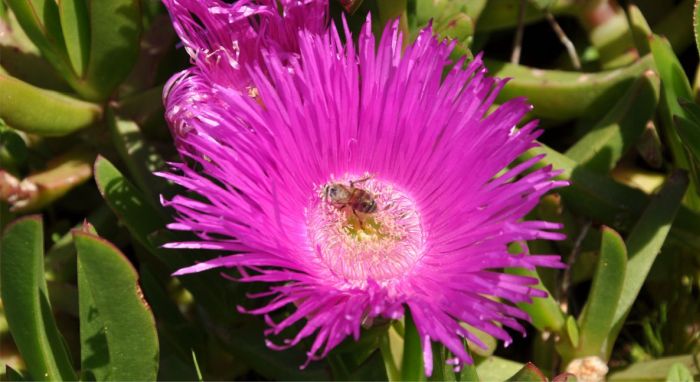 Carpobrotus deliciosus, growing in Kirstenbosch NBG. 