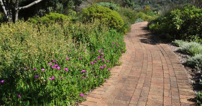 Carpobrotus deliciosus, edging a path in Kirstenbosch NBG. 