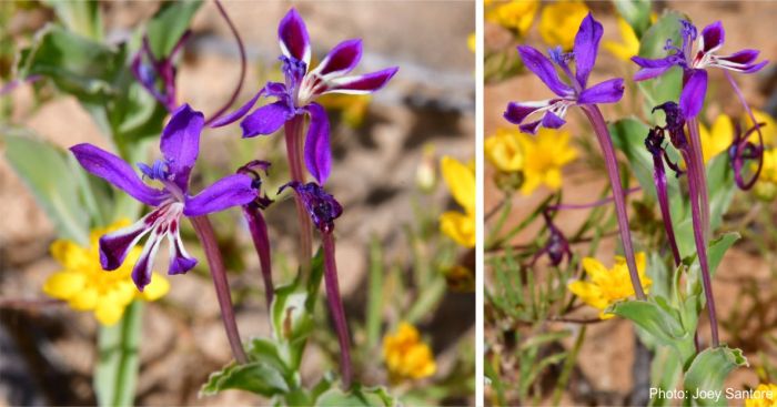 Long-tubed flowers and keeled bracts of Lapeirousia jacquinii