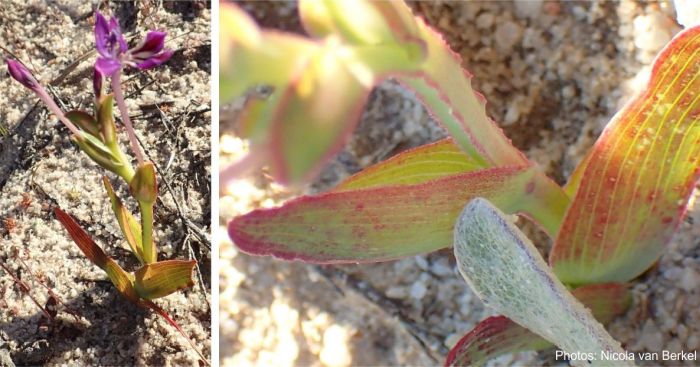 Leaves and winged stem of Lapeirousia jacquinii