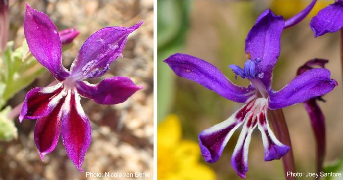 Striking colours of Lapeirousia jacquinii flower