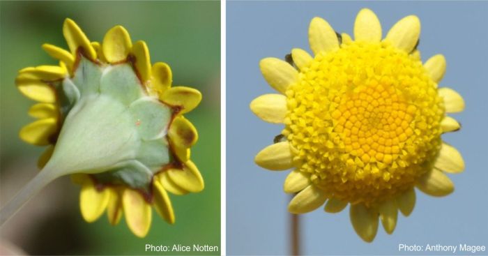 Cotula pruinosa flowerhead