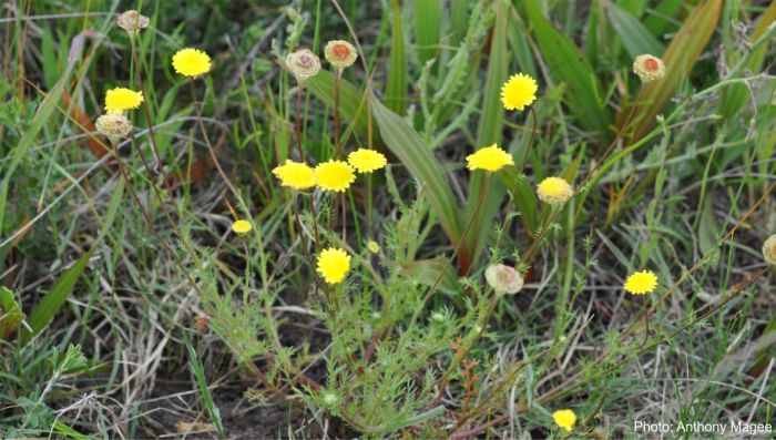 Cotula pruinosa, growing in a field