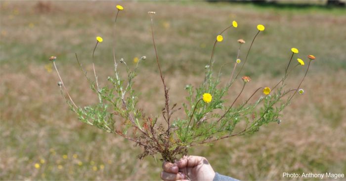 Large form of Cotula pruinosa