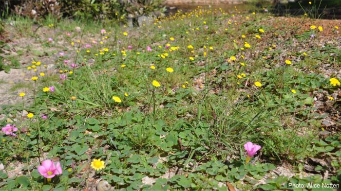 Cotula pruinosa growing with Oxalis purpurea in Kirstenbosch